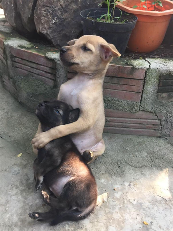 Stray dogs can't stop hugging each other making people wonder their experiences on the streets 2