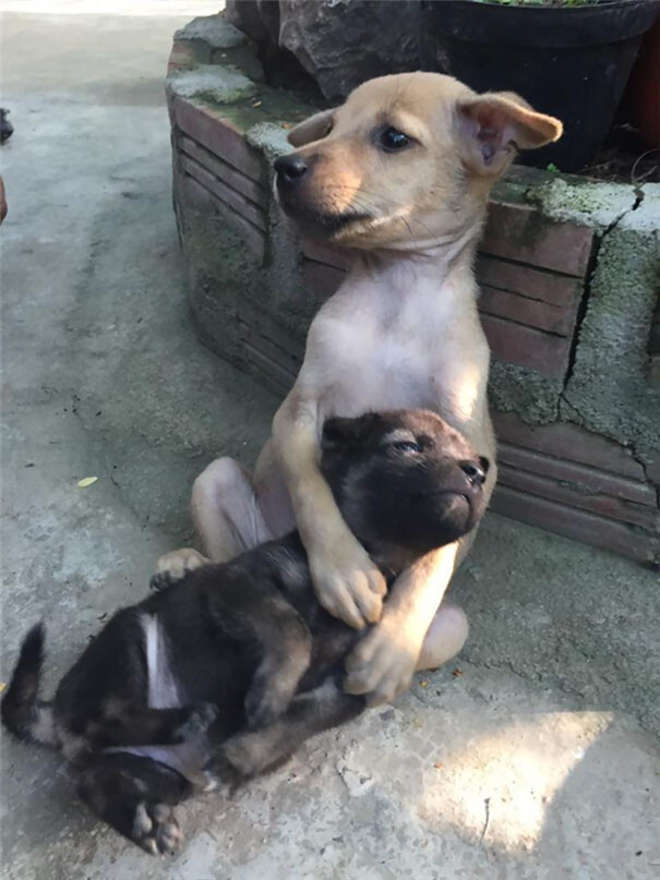 Stray dogs can't stop hugging each other making people wonder their experiences on the streets 3