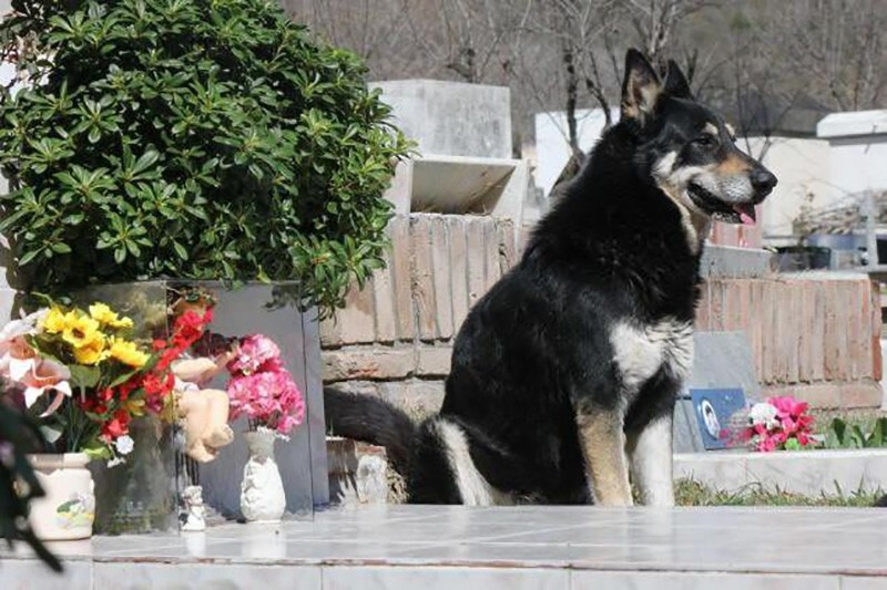 Touched by loyal dog "returning" to its owner after 11 years of waiting 1