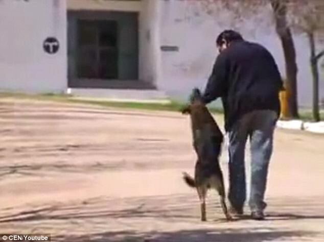 Touched by loyal dog "returning" to its owner after 11 years of waiting 4